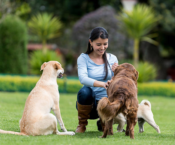 How to Train Companion Dogs