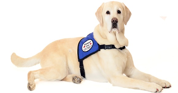 What are Therapy Dogs and Where They Can Be Found?