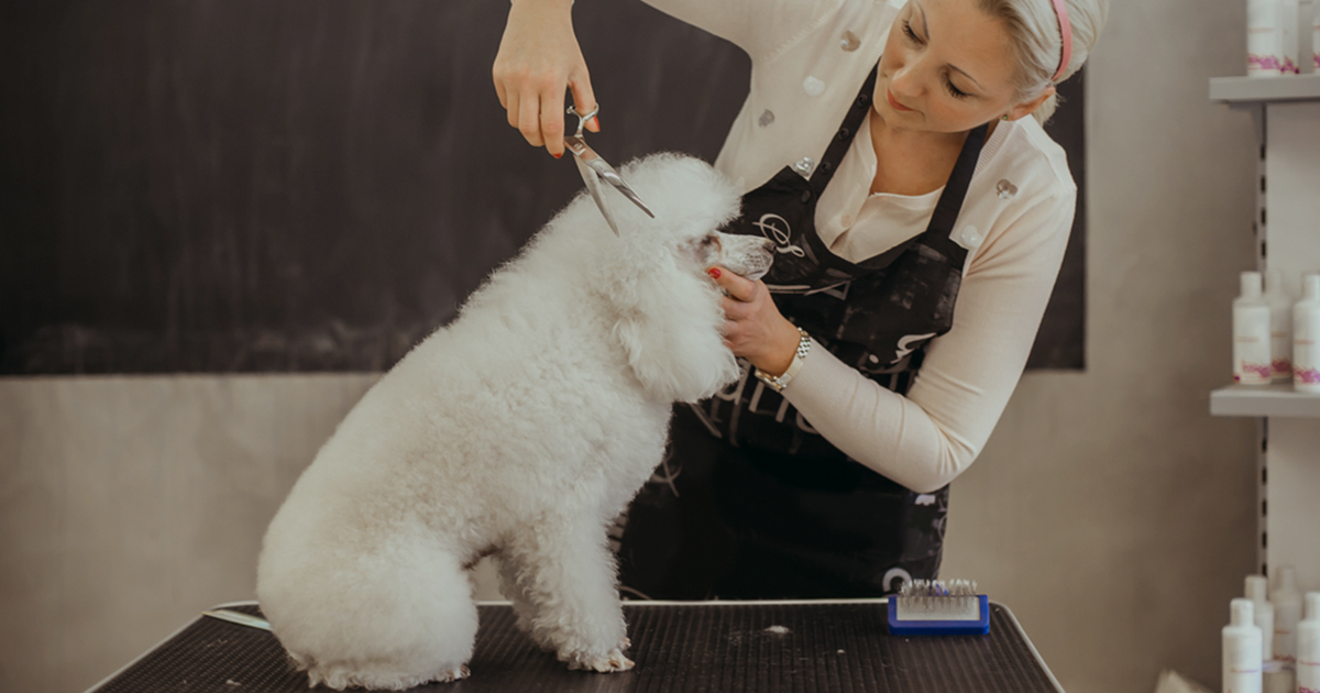 Guide on How to Groom YorkiesK9sky Grooming and Boarding Software