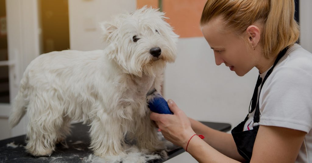 5 Steps on How to Groom A Dog with Anxiety