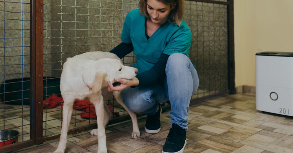 Guide on How to Groom YorkiesK9sky Grooming and Boarding Software