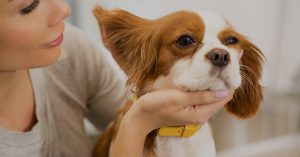 Dog grooming and Behavior