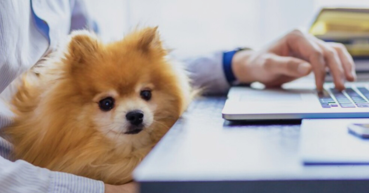 Pet Business Starter Guide with Kennel Booking Software in 2021