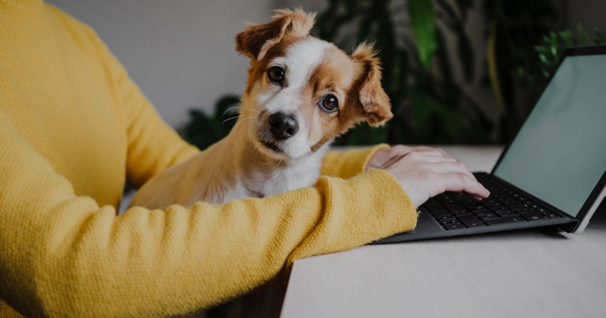 Pet Grooming Business at Home and the Pros and Cons of the Venture?