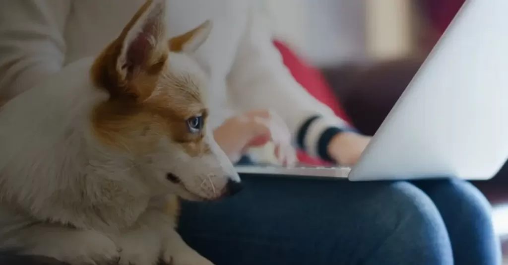 k9 dog looking at laptop