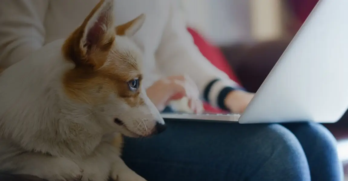 k9 dog looking at laptop