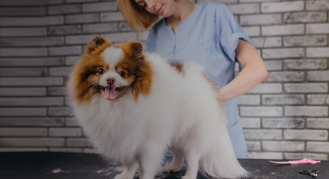 Pet Grooming Business at Home and the Pros and Cons of the Venture?