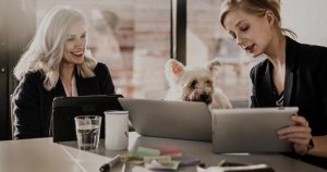 How to start pet daycare software