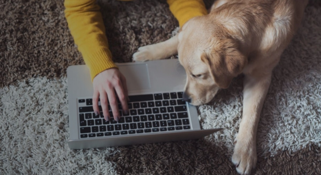 10 Summer Tips for Boosting Your Pet Business with Dog Booking Software