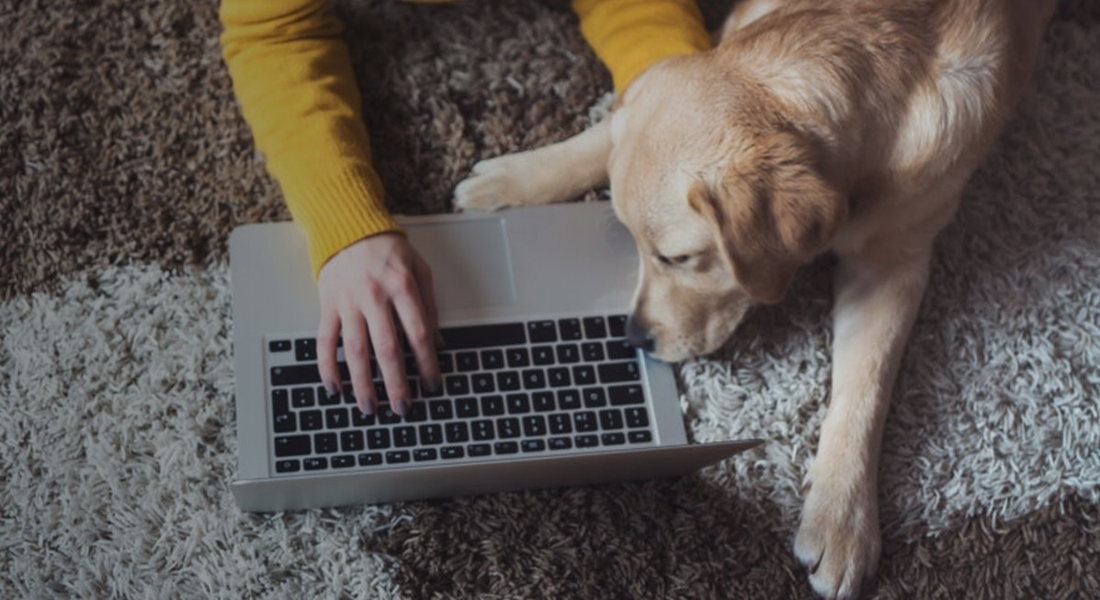 Tips for Boosting Your Pet Business with Dog Booking Software