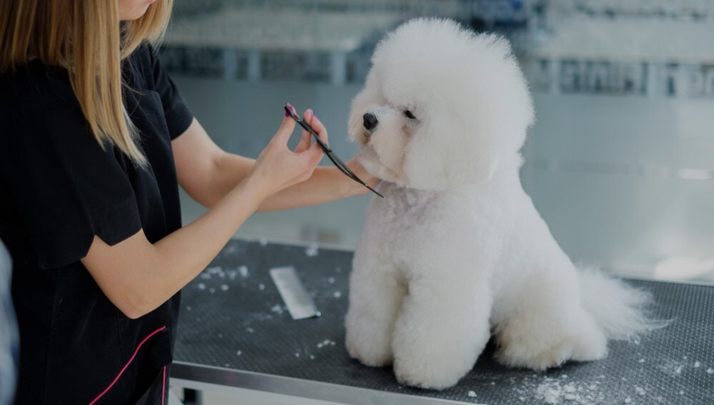 How and Why Should We Register a Pet Grooming Business?