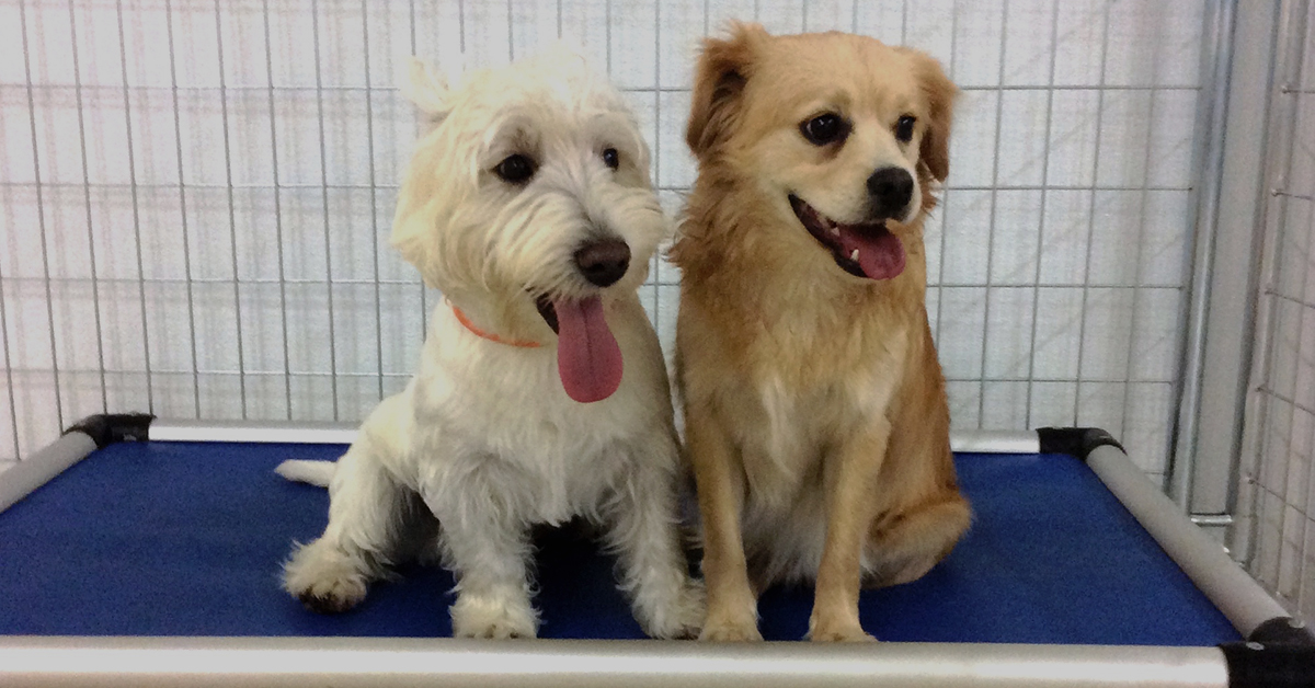 Are Dog Boarding Facilities Profitable