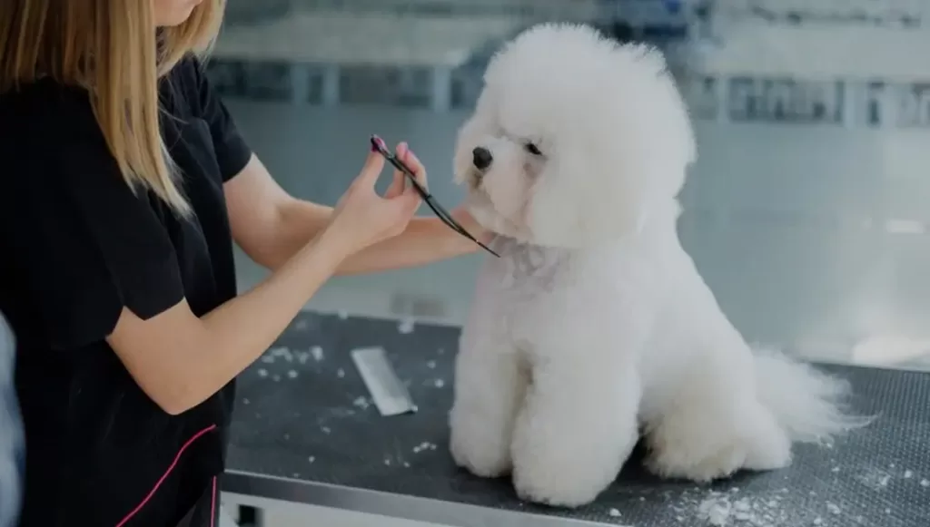 dog hair cutting