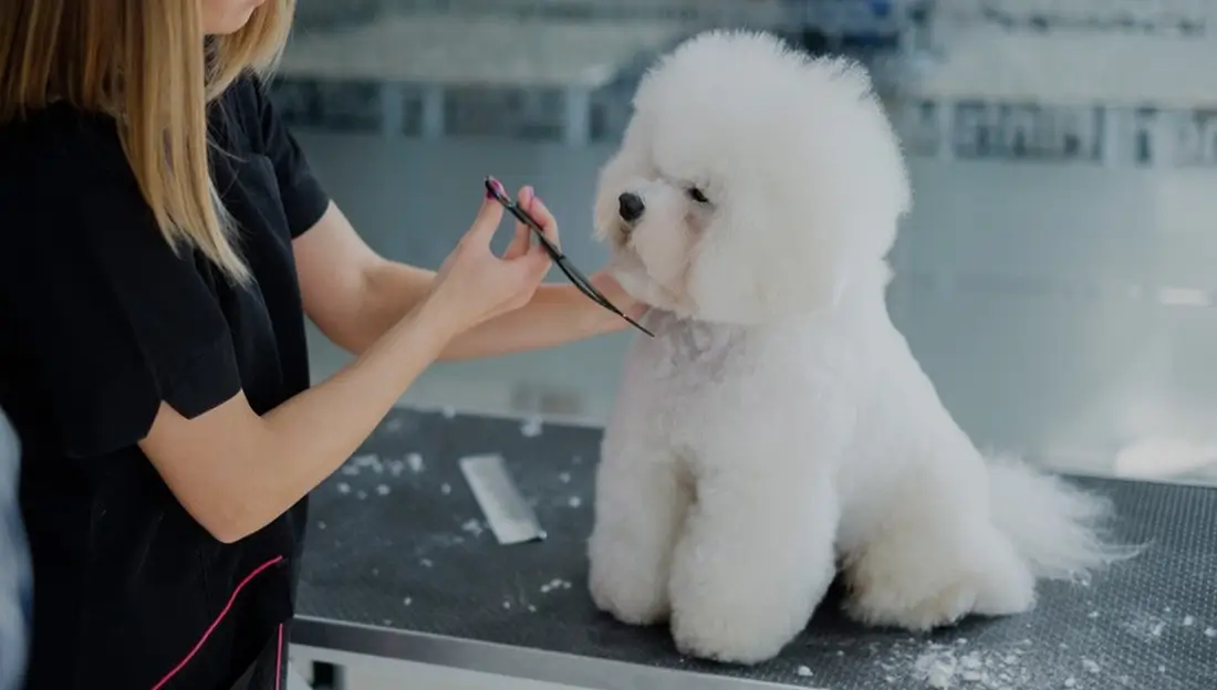 dog hair cutting