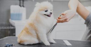 of Dog Grooming Point of Sale 