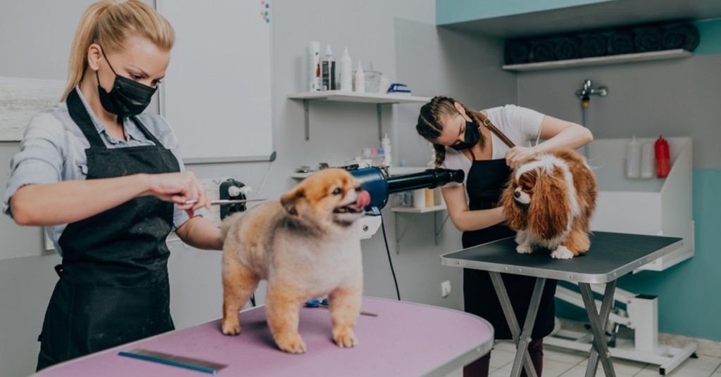 Pet Kennel Software for Creating a Better Management for Clients