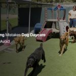 pet boarding software