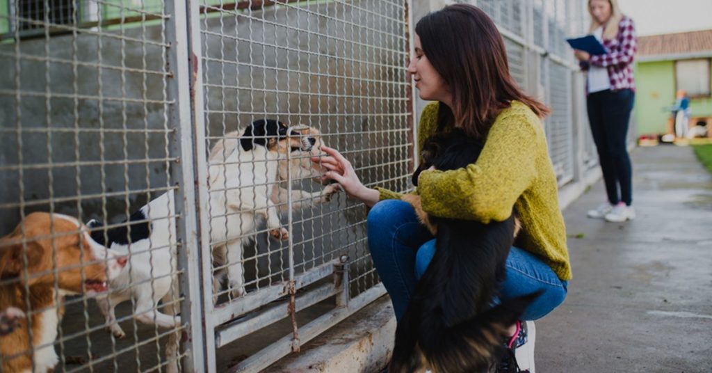 Essential Things to Know for a Kennel Management software