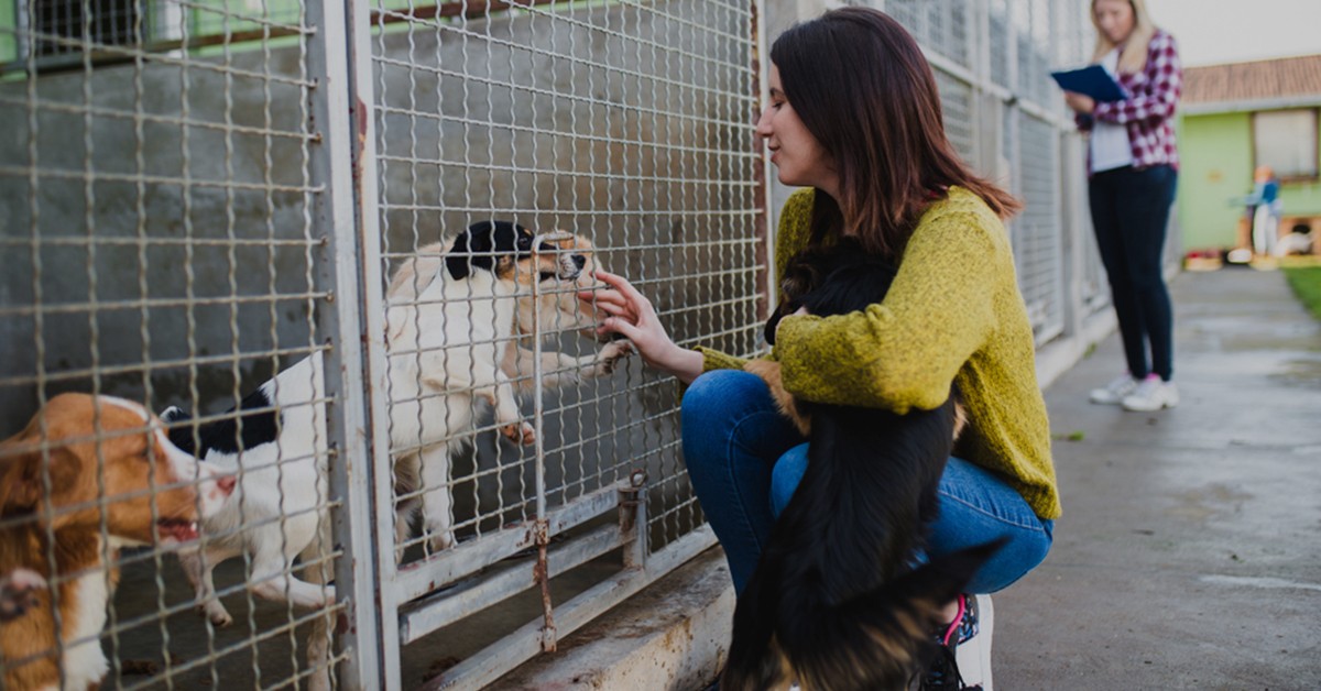 Essential Things to Know for a Kennel Management software