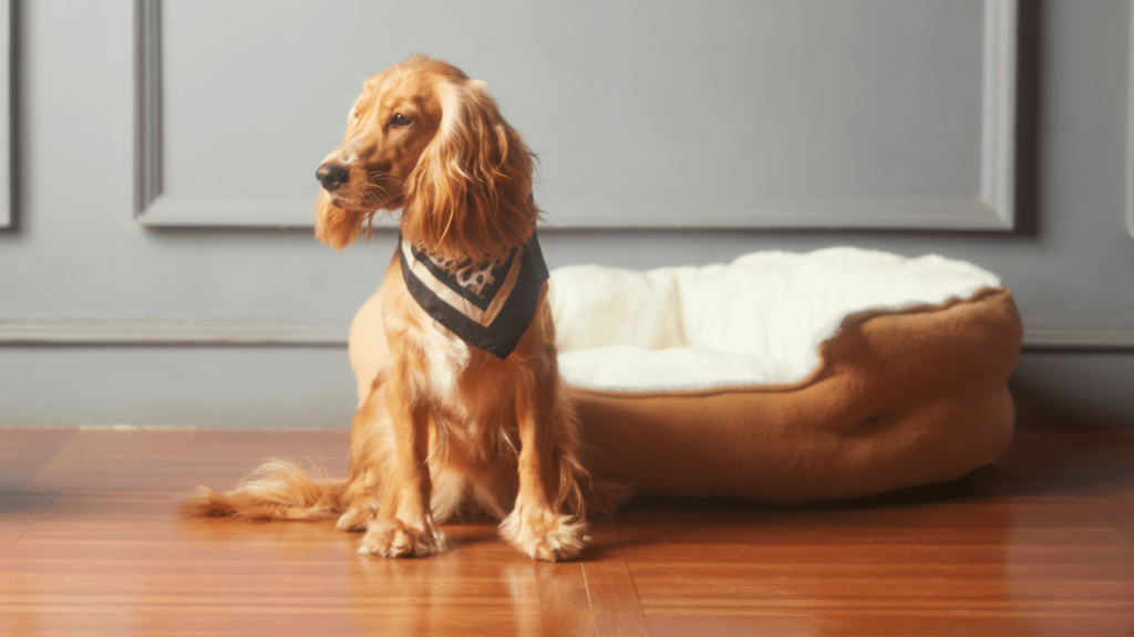 Smart System Helps Your Kennel Business Grow