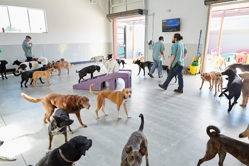 Kennel Business