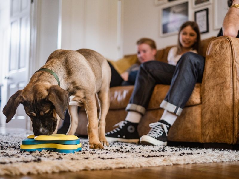 Mistakes that Dog Owners Make with Aggressive Dogs