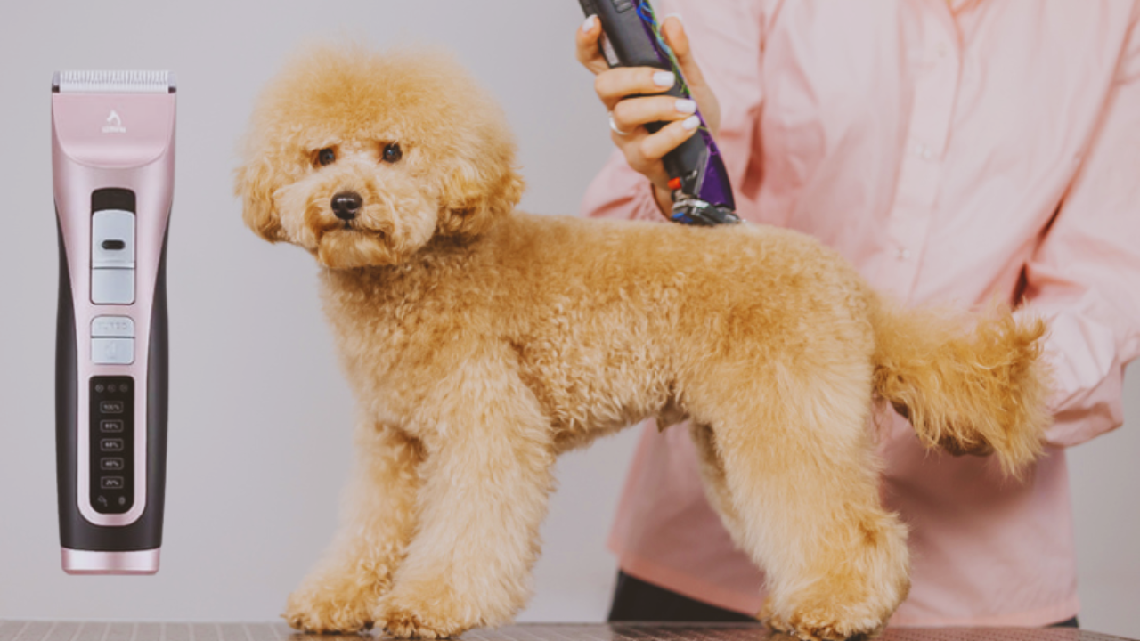 Clippers for Grooming Dogs