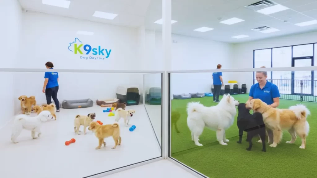 Dog Daycare Services