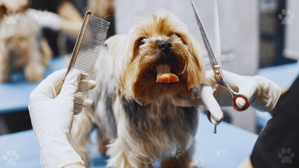 How to Become a Dog Groomer with No Experience