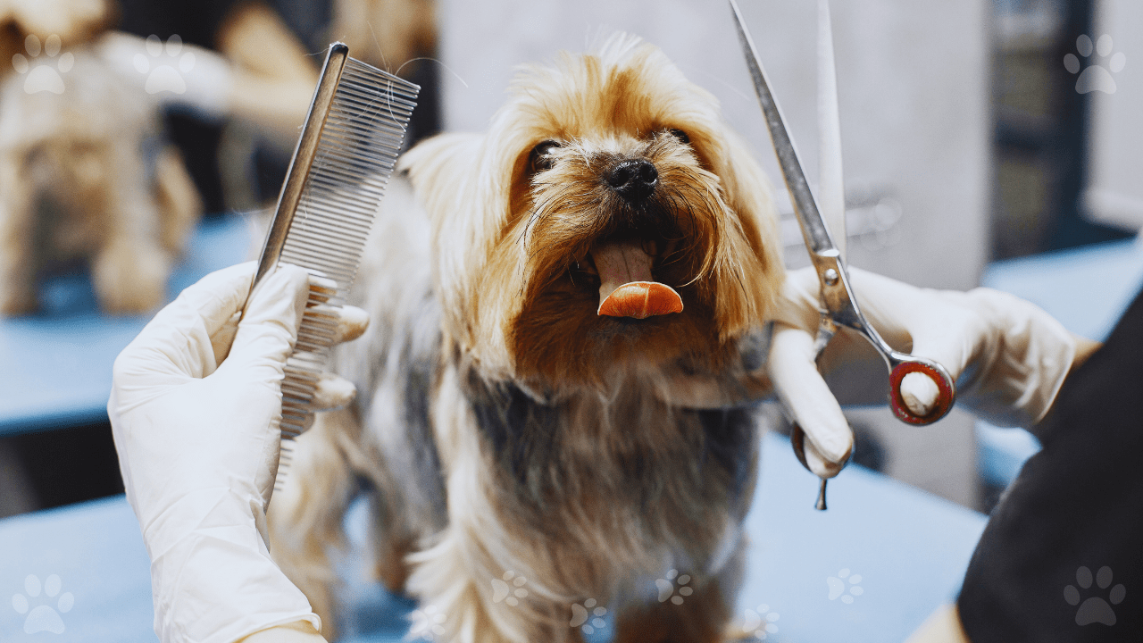 How to Become a Dog Groomer with No Experience