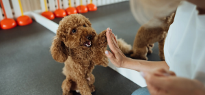 What Is Dog Boarding and How Much Does It Cost?