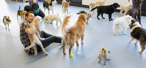 What Is Dog Boarding