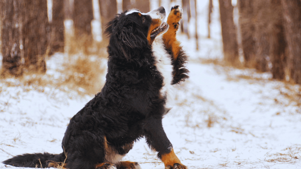 Groom a Bernese Mountain Dog