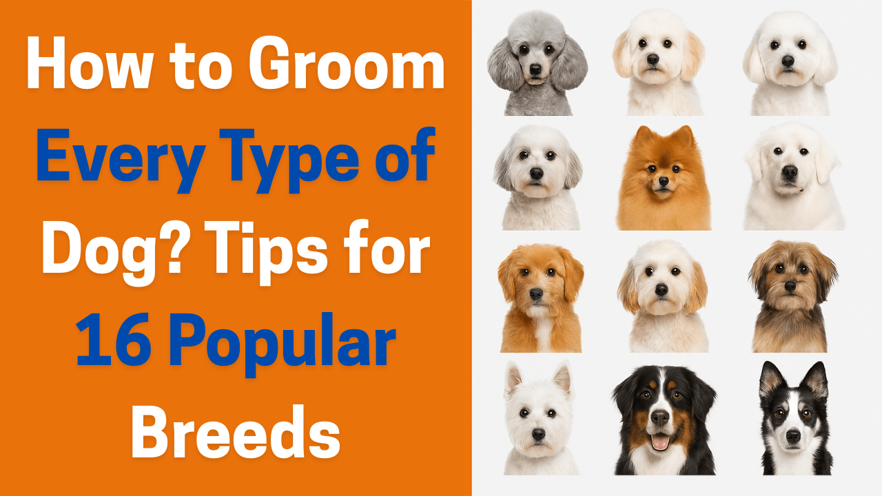 How to Groom Every Type of Dog Tips for 16 Popular Breeds