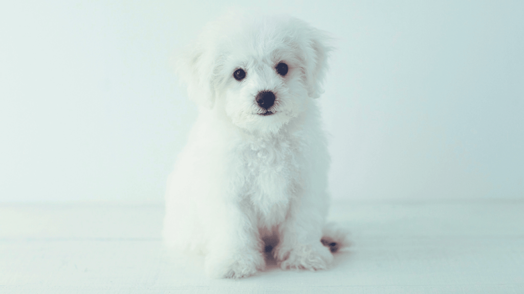 How to Groom a Bichon Dog