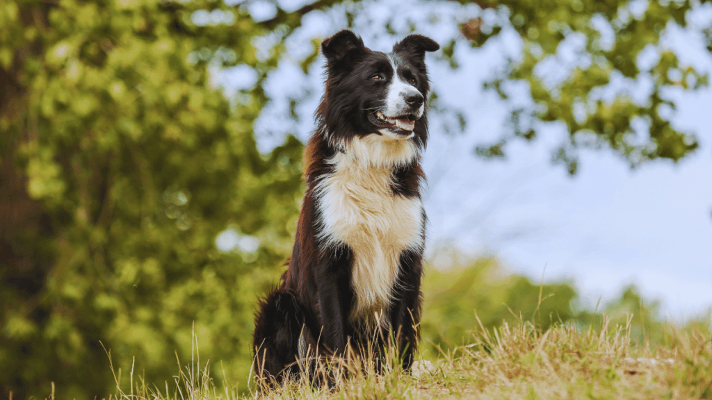 How to Groom a Border Collie Dog
