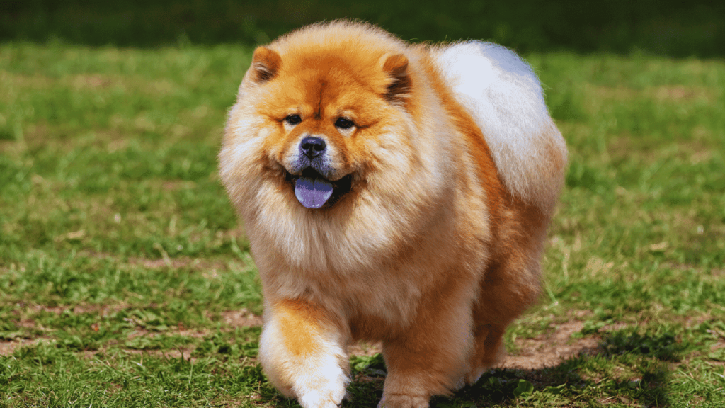 How to Groom a Chow Chow Dog