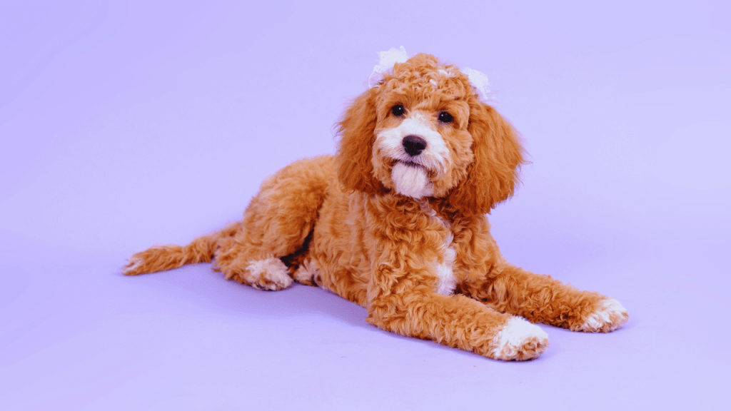 How to Groom a Cockapoo Dog