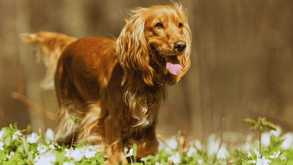 How to Groom a Cocker Spaniel Dog