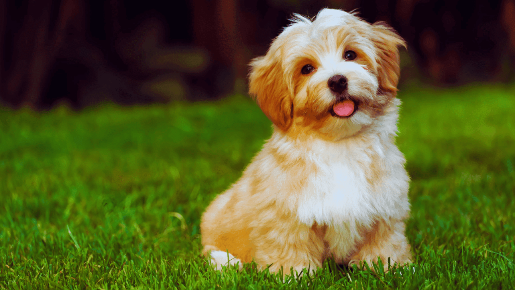How to Groom a Havanese Dog