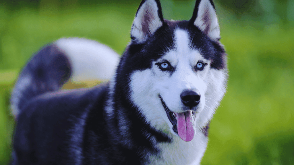 How to Groom a Husky Dog