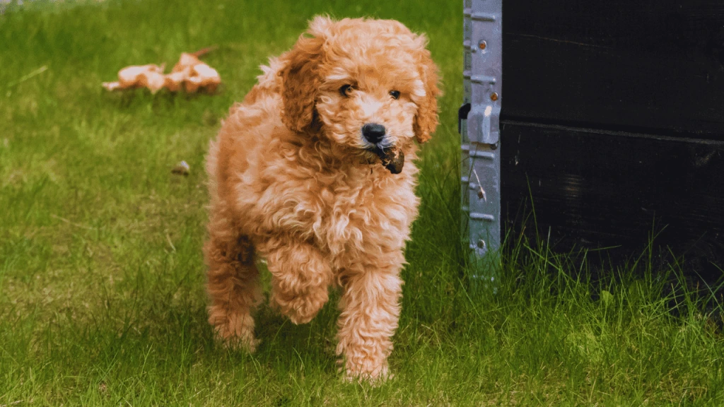 Groom a Maltipoo Dog