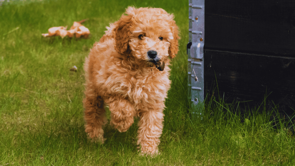 How to Groom a Maltipoo Dog