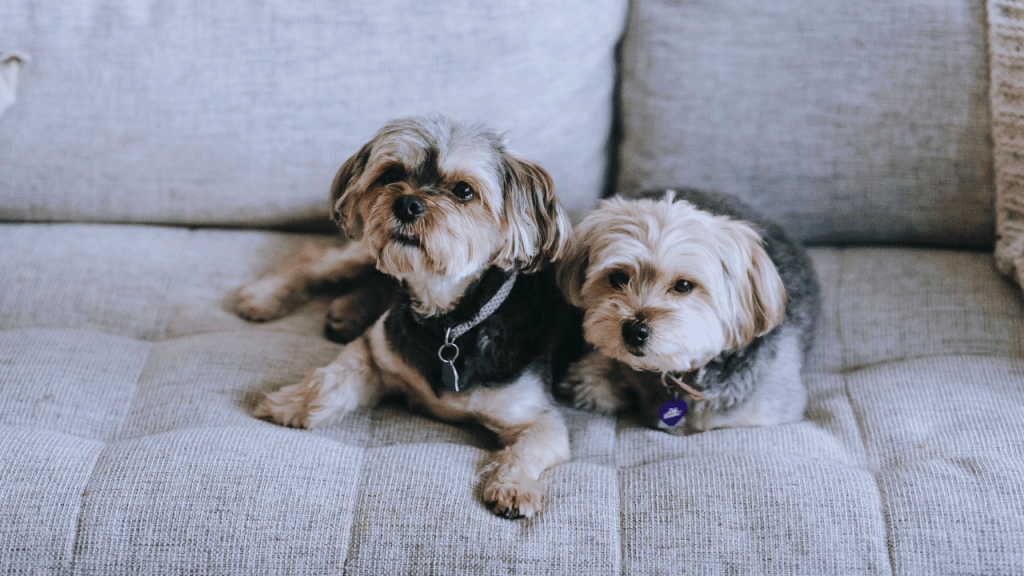 How to Groom a Morkie Dog