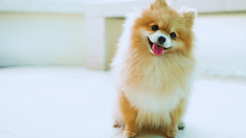How to Groom a Pomeranian Dog
