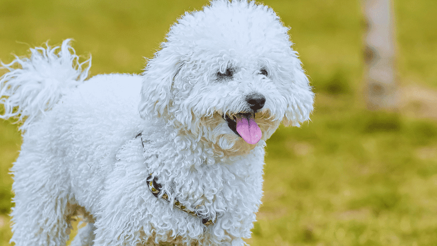 How to Groom a Poodle Dog