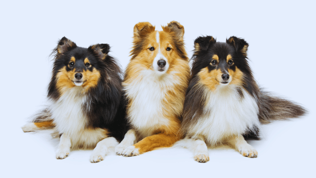 How to Groom a Sheltie Dog