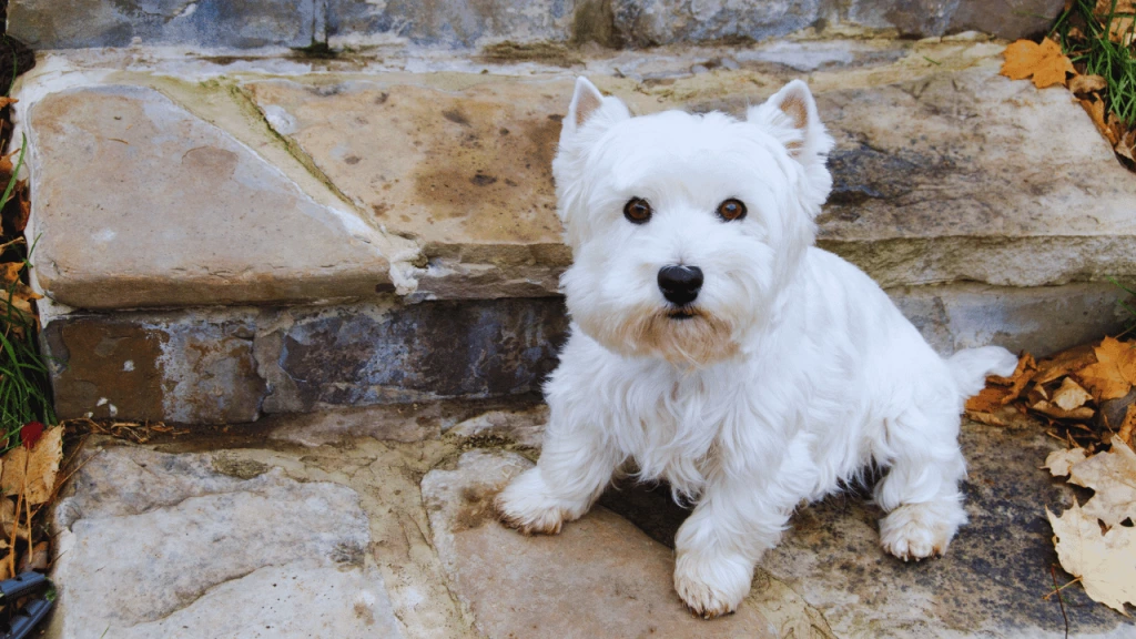 Groom a Maltese Dog