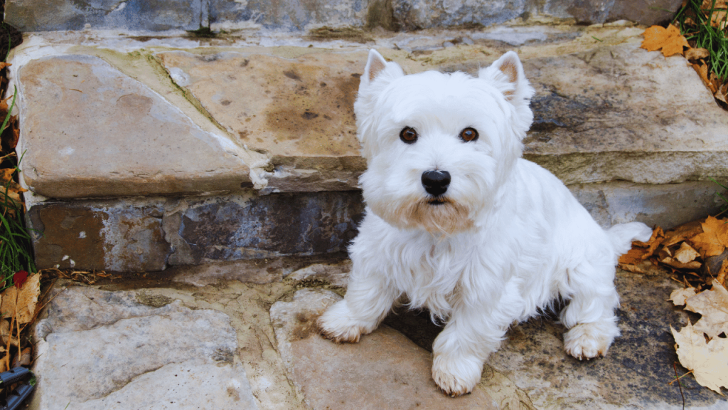 How to Groom a Westie Dog
