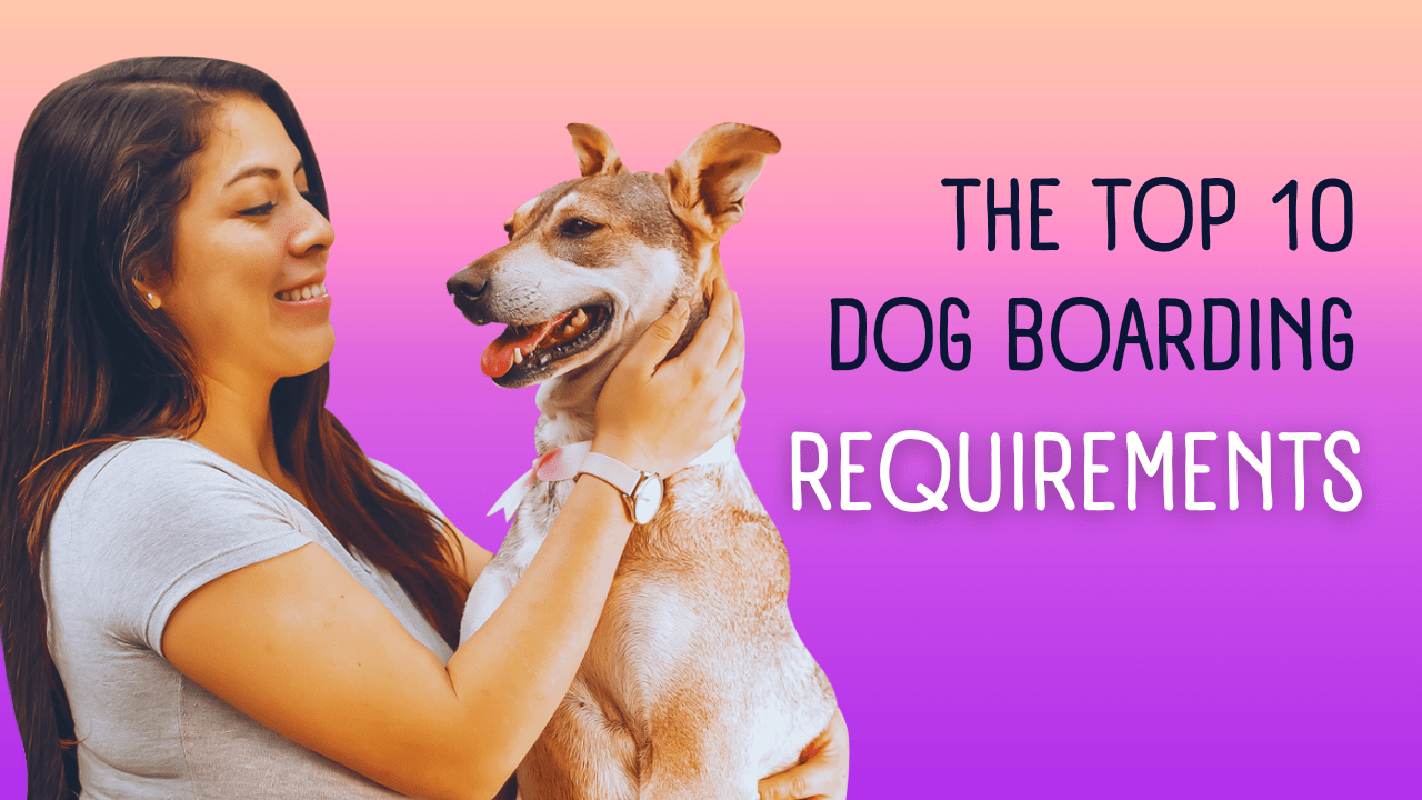 The Top 10 Dog boarding Requirements